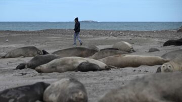 俄羅斯裡海沿岸約2500頭海豹暴斃 死因不明