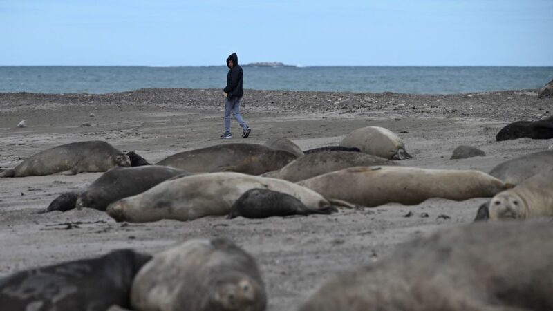 俄罗斯里海沿岸约2500头海豹暴毙 死因不明