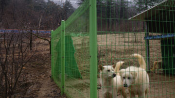 護理費陷爭議 金正恩送文在寅的豐山犬住進動物園