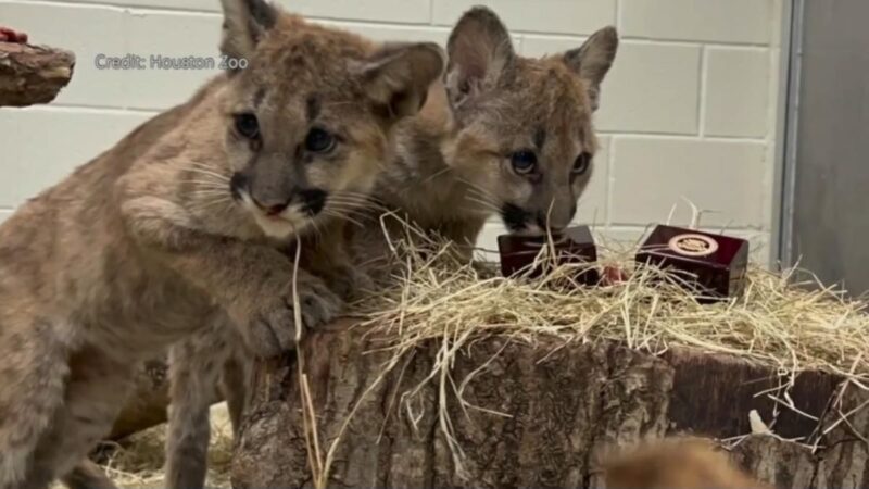 休斯頓大學美洲獅執行上任後首項任務