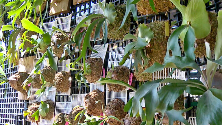 美麗心台灣：豬舍變身綠園區 蘇健植栽上板多創意