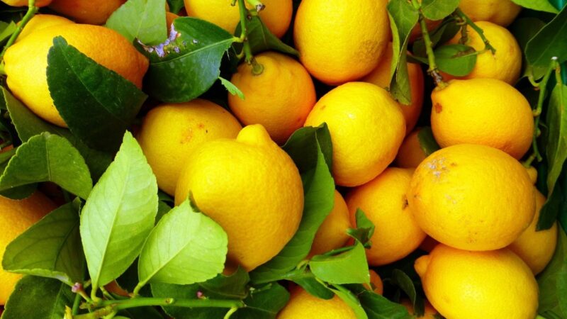 搶完黃桃搶檸檬！ 中國檸檬價格飛漲 批發商忙壞