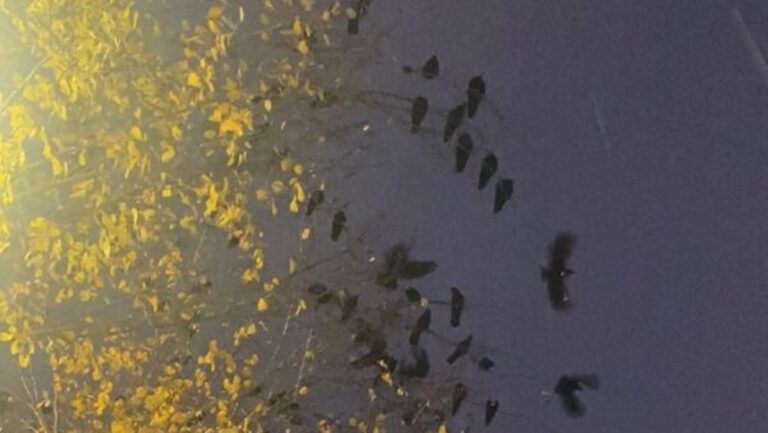 組圖：瀋陽上空漫天烏鴉壓頂 場面驚人（視頻）