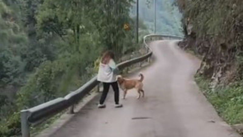 狗突然跳车拦住怀孕主人 下一秒山路塌方（视频）
