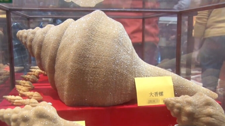 走訪阿里山 一探「滴水成金」奇景