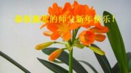 青島法輪功學員恭祝李洪志大師新年好(20條)
