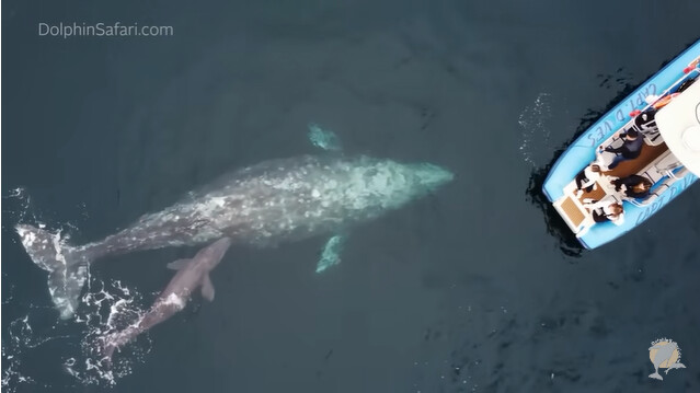 灰鲸在游船旁产子 赏鲸团近距离亲睹难逢时刻