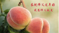 長春法輪功學員恭祝李洪志大師新年好(24條)