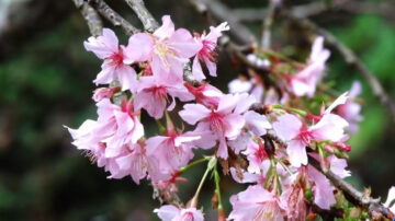 梅花櫻花接力綻放 雲林草嶺遊客驚艷