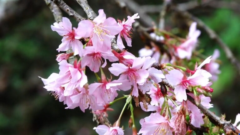 梅花櫻花接力綻放 雲林草嶺遊客驚艷