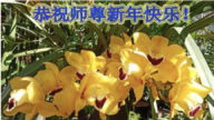 四川法輪功學員恭祝李洪志大師新年好(18條)
