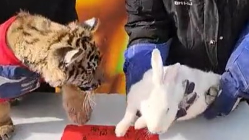 动物园虎兔“交接” 兔子险成年夜饭（视频）