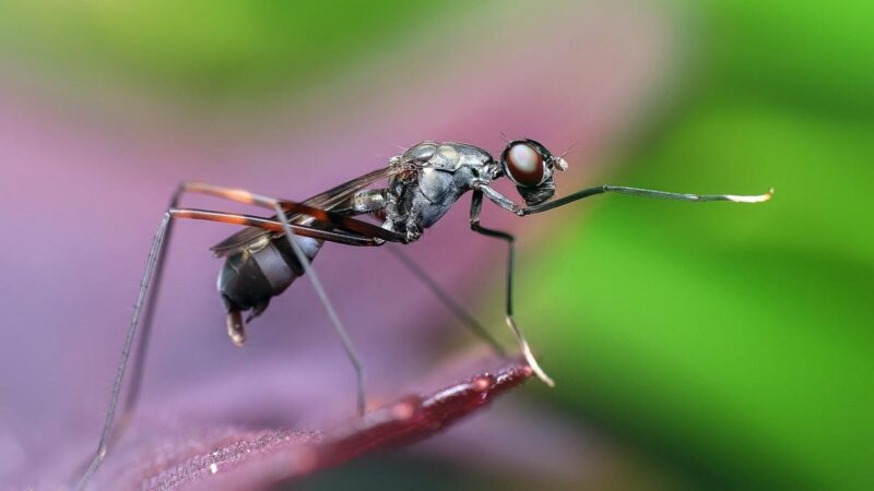 蚂蚁的“超能力”——可嗅出尿液中癌症气味