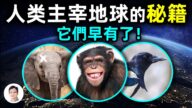 【文昭思绪飞扬】它们早有主宰地球的秘籍，为什么没能称霸地球？