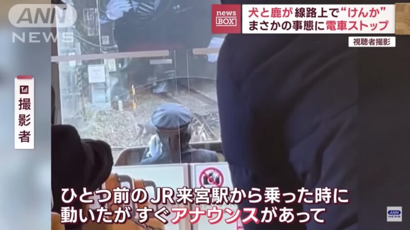狗群围攻公鹿 日本电车被迫停车30分钟