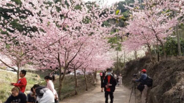 樱花李花齐绽放 古坑草岭青山坪赏花爆人潮