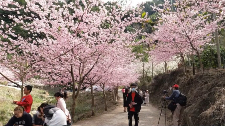 櫻花李花齊綻放 古坑草嶺青山坪賞花爆人潮
