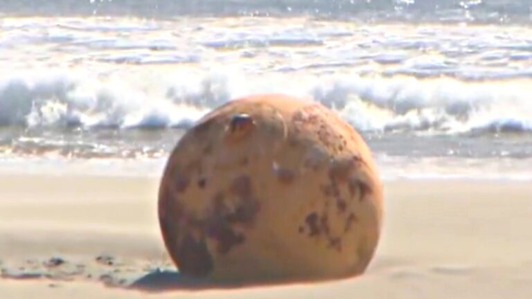 日本海灘現神祕球狀物 速引國際關注
