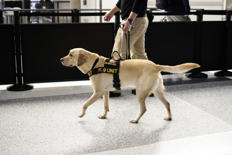 加州擬立法禁警犬咬嫌犯 引擔憂