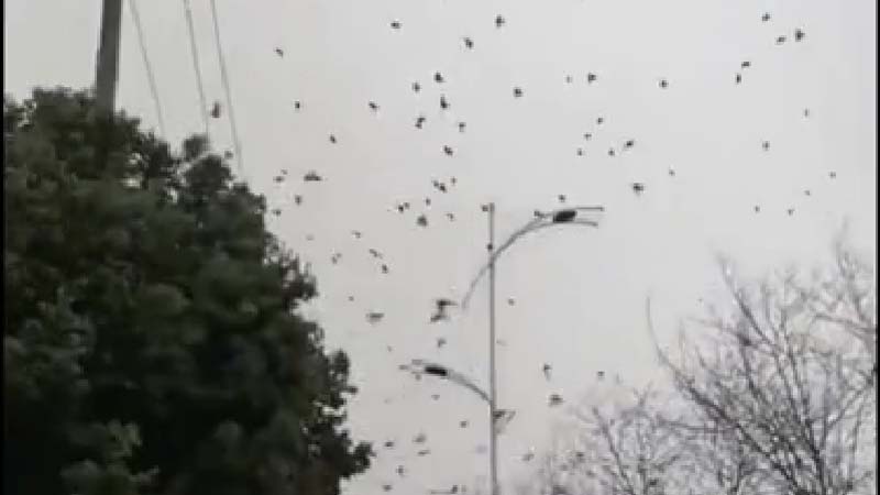 成都街头群鸟撞树 网民忧是灾难前兆（视频）