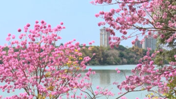 風鈴木花接續櫻花綻放 高屏景點民眾追花打卡