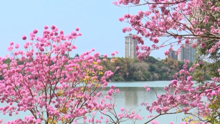 風鈴木花接續櫻花綻放 高屏景點民眾追花打卡