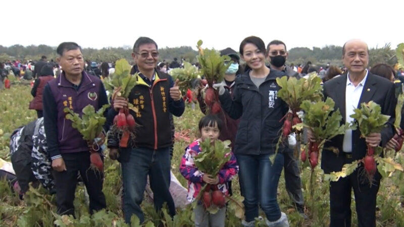 拔蘿蔔親子體驗活動 新竹市農會推食農教育