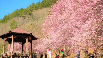 武陵农场樱花盛开 3公里樱花绵延成河