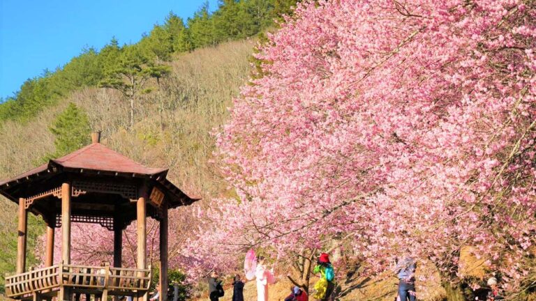 武陵農場櫻花盛開 3公里櫻花綿延成河