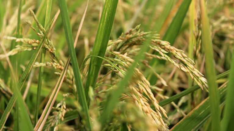 「吃糠咽菜」危機來臨？中南海喊挖碩鼠護糧倉