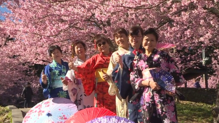 賞櫻不用飛日本 福壽山農場夢幻粉櫻迎賓