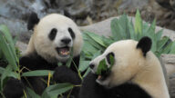大熊猫被扎堆送回国 真正元凶是中共