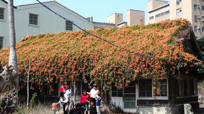 麥寮新祕境 炮仗花開滿日式老宿捨