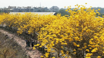 雲林黃花風鈴木新祕境 大埤金黃大道美拍