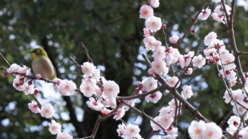 大阪道明寺天滿宮梅花節 滿園香氣四溢