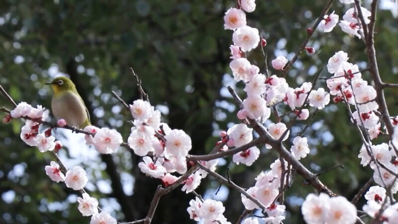 大阪道明寺天滿宮梅花節 滿園香氣四溢