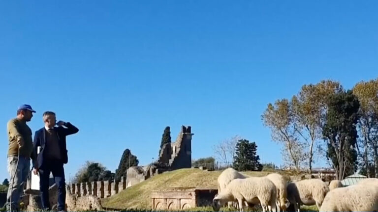 創意又吸睛 萌羊大軍保護龐貝古城遺蹟