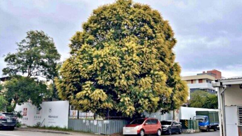 低温加上干旱缺水 高屏芒果花开超过8成