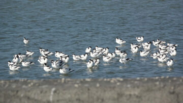 布袋賞鳥季登場 多樣鳥類佇足成旅遊熱點