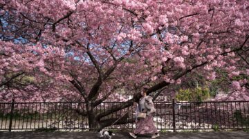 櫻花滿開！日本東京賞櫻季正式開啟