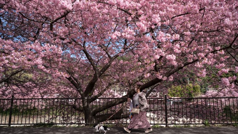 櫻花滿開！日本東京賞櫻季正式開啟