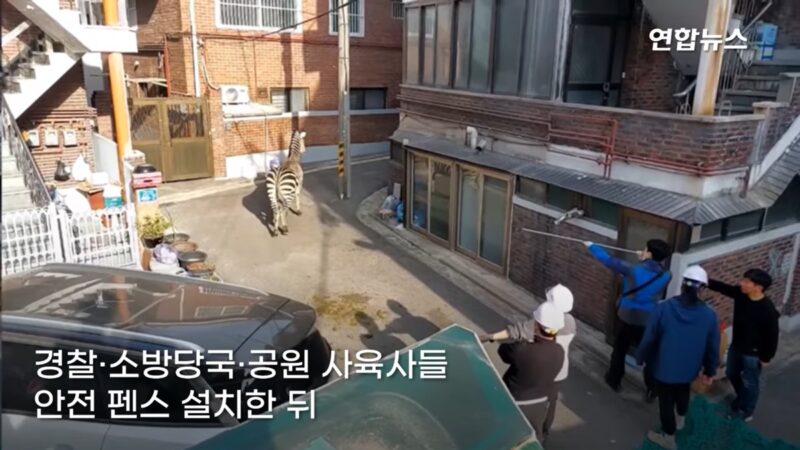首尔动物园斑马脱逃 穿梭车阵上演街头历险记