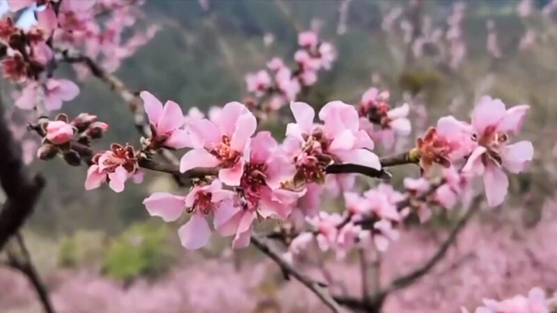 武陵農場正值桃花盛開 浪漫氣氛爆表