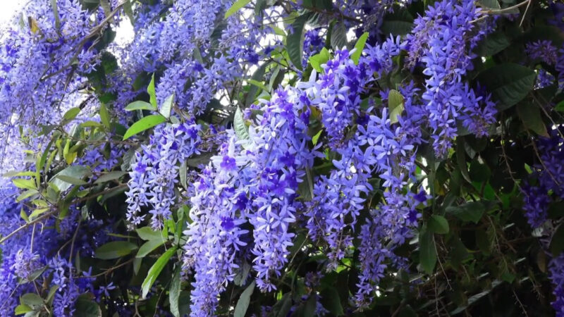 雲林三月繁花盛開 夢幻紫「錫葉藤」月底登場