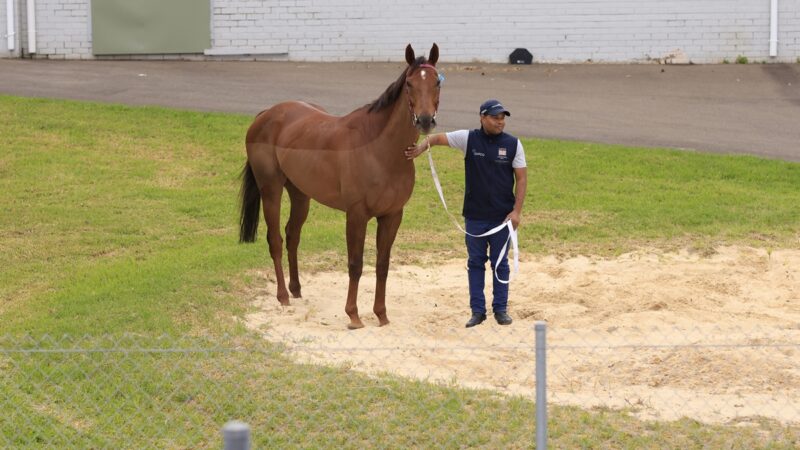 澳洲野馬繁殖過快 專家馴化尋找新主人