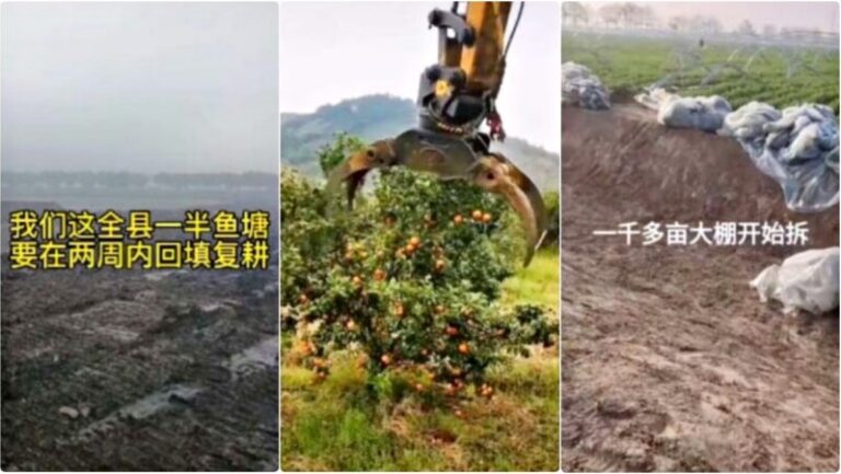 中共瘋狂退林還耕 魚塘果園菜棚接連被毀（視頻）