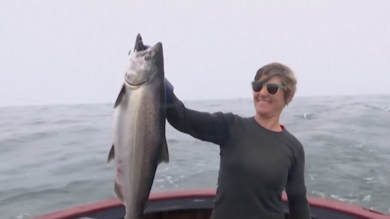 西海岸或禁釣帝王鮭 漁民及連帶產業受衝擊