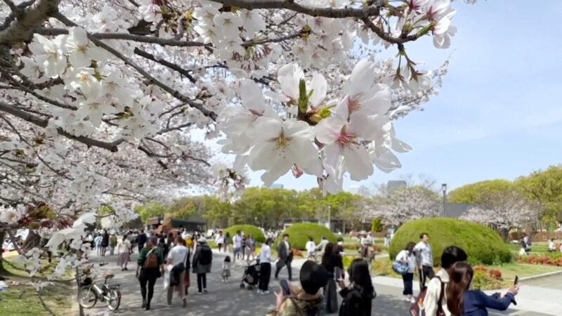 大阪城公園三千櫻滿開 度假賞櫻遊客如潮