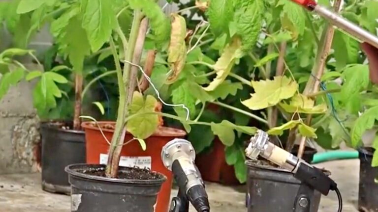 植物會説話 聲音首次公開快來聼