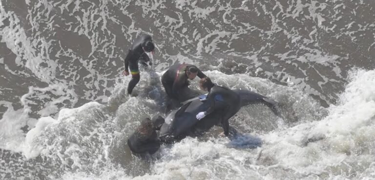 日本海岸32頭海豚集體擱淺 3頭已不幸死亡